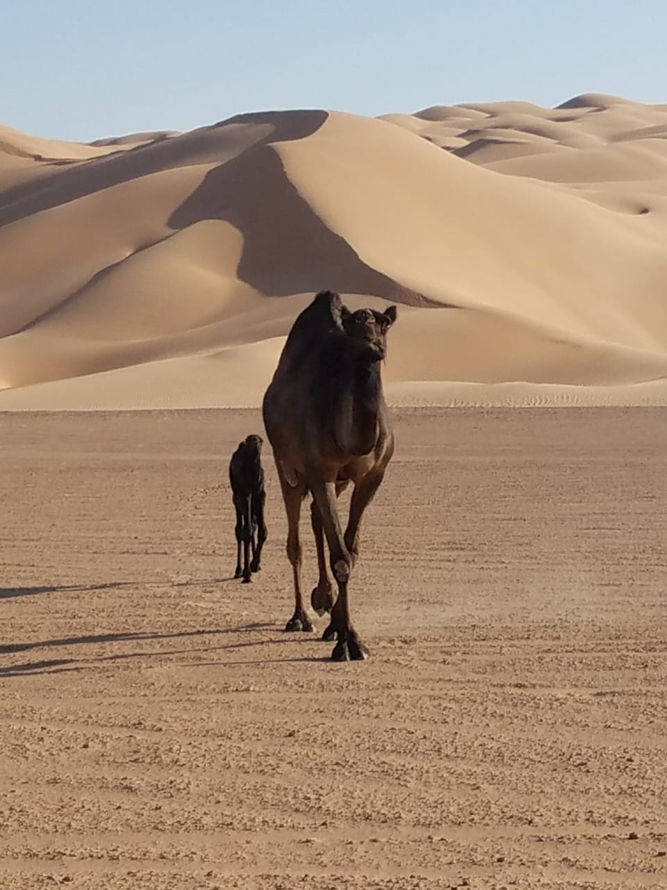 Stargazing in the Empty Quarter