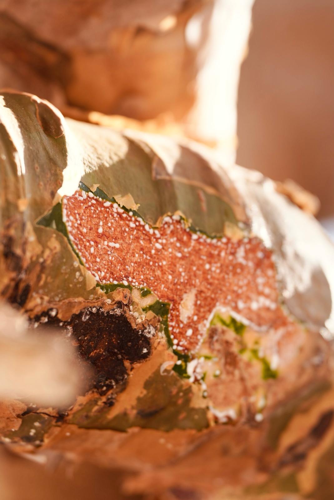Frankincense trees in Dhofar