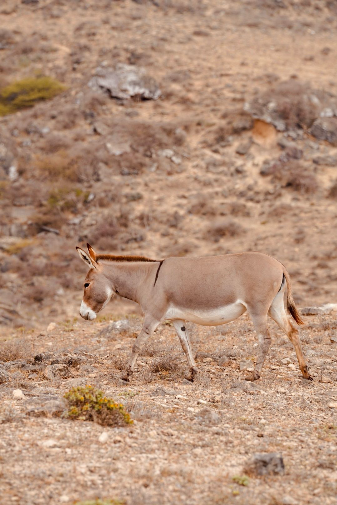 Salalah tur foto