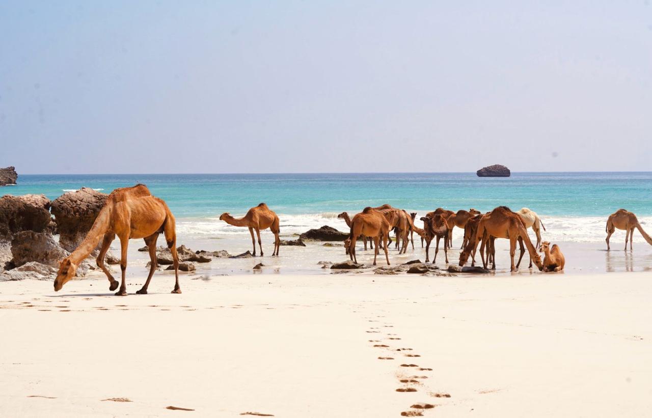 Salalah tour photo
