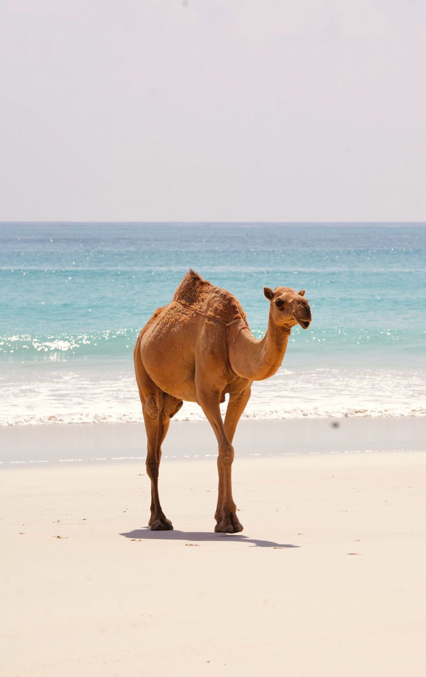 West Salalah coastline panoramic view